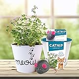 Garden State Catnip Herb Garden Kit