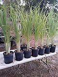 Lemongrass 6 Live Plants Each 4In to 7In Tall fully rooted