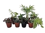 Terrarium & Fairy Garden Plants - 8 Plants in 2' pots