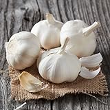 4 Music Garlic Bulbs for Planting, Hardneck Softneck Garlic Bulbs for...