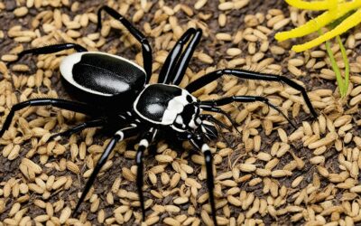 What Do Joro Spiders Really Eat? Find Out Here