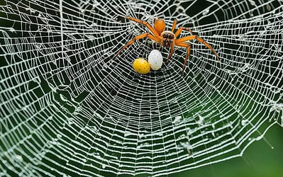 Astonishing Reproduction Facts About Joro Spiders