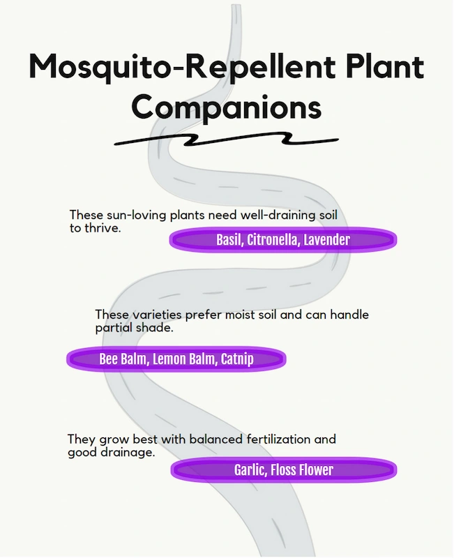 This is an infographic about companion planting mosquito repelling plants wishiwasgrounded.com 