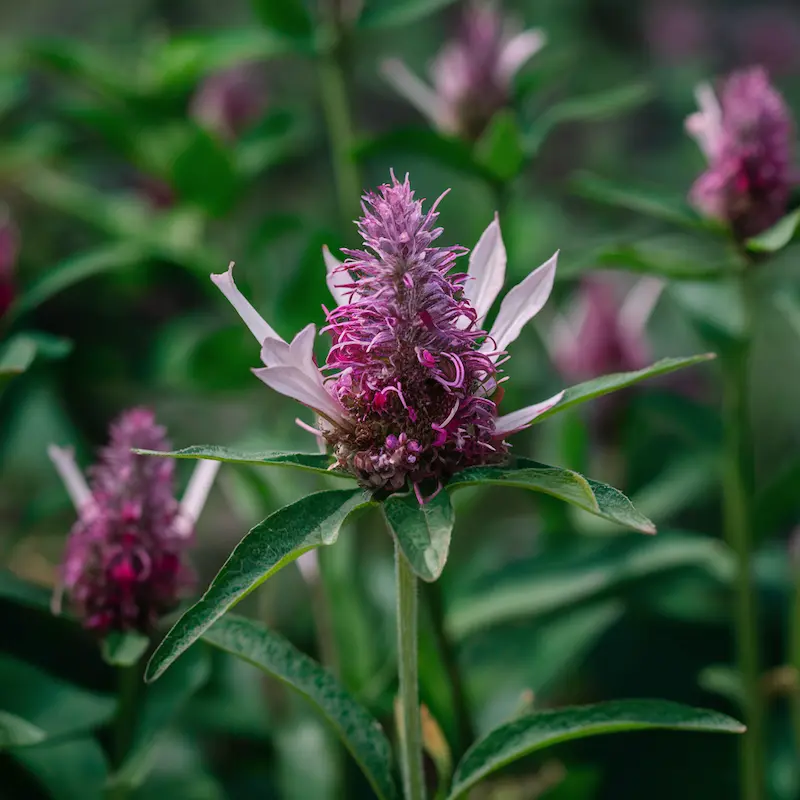 Mosquito repelling plant Bee balm wishiwasgrounded.com