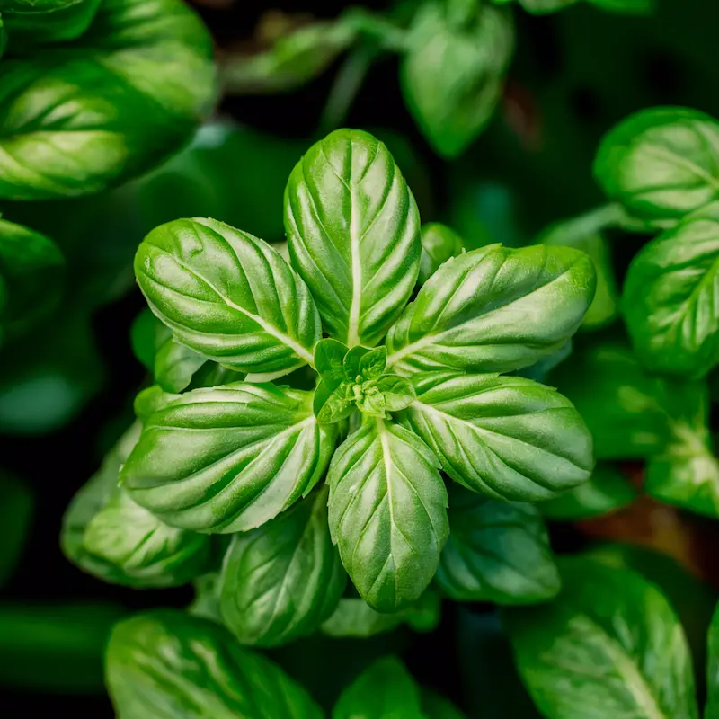 Mosquito repelling plant basil wishIwasgrounded.com