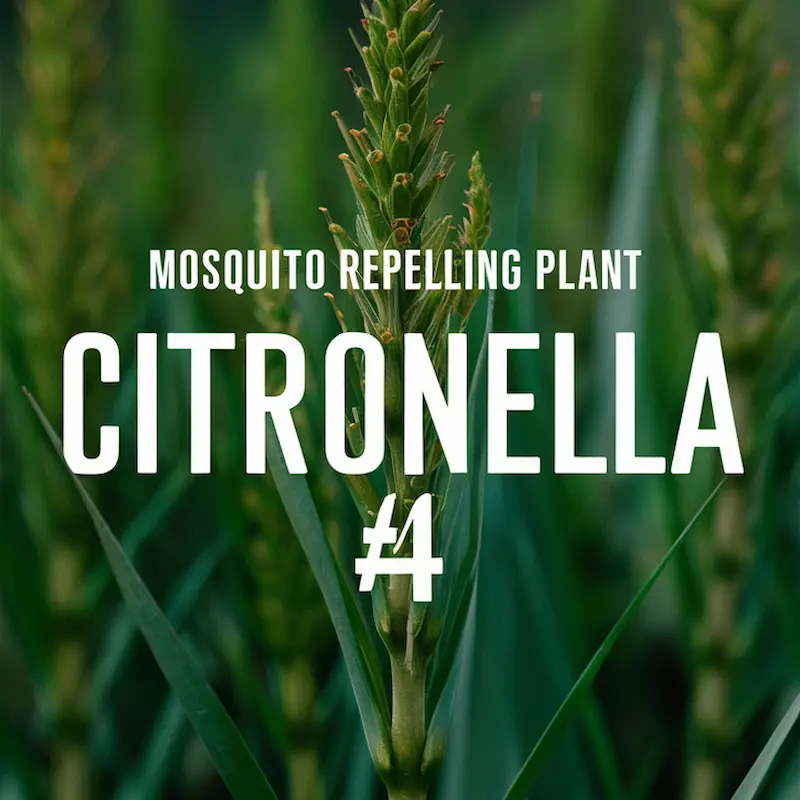 Mosquito repelling plants citronella wishIwasgrounded.com