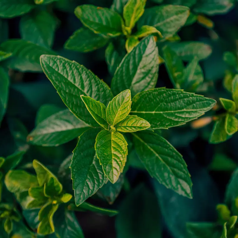 Mosquito repelling plants lemon balm on wishIwasgrounded.com