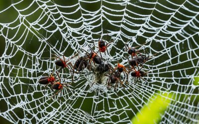 Urgent Measures to Stop the Joro Spider Spread